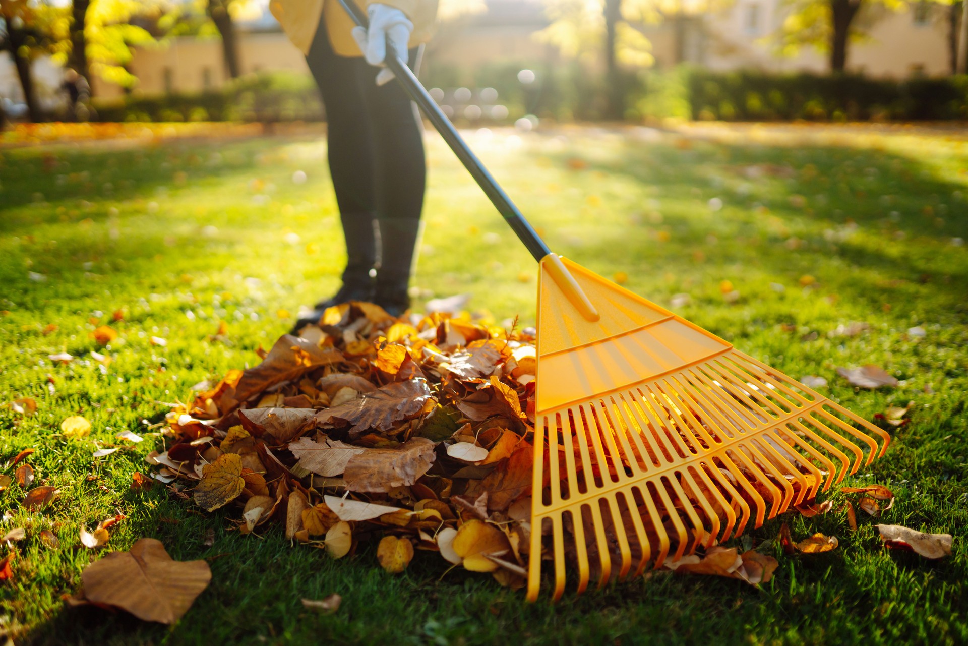 Collection of fallen leaves. Raking autumn leaves from the lawn on the lawn in the autumn park.